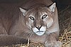 Achia (female puma)